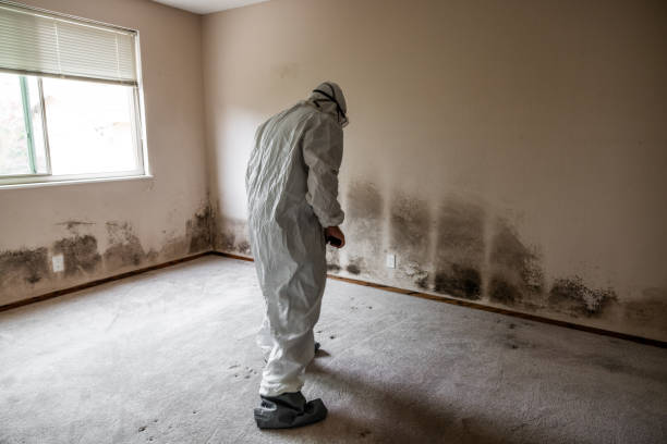 Best DIY Mold Remediation Support Services in New Castle, PA